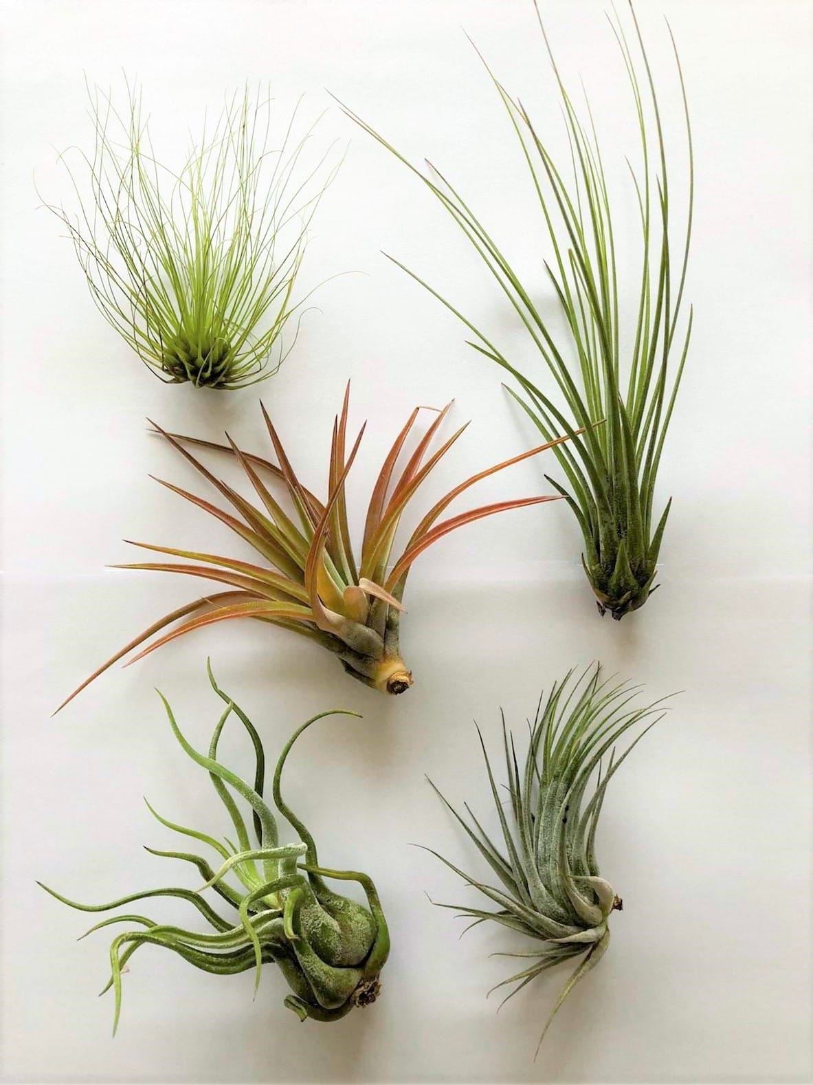 luchtplantjes_tillandsia_klein0