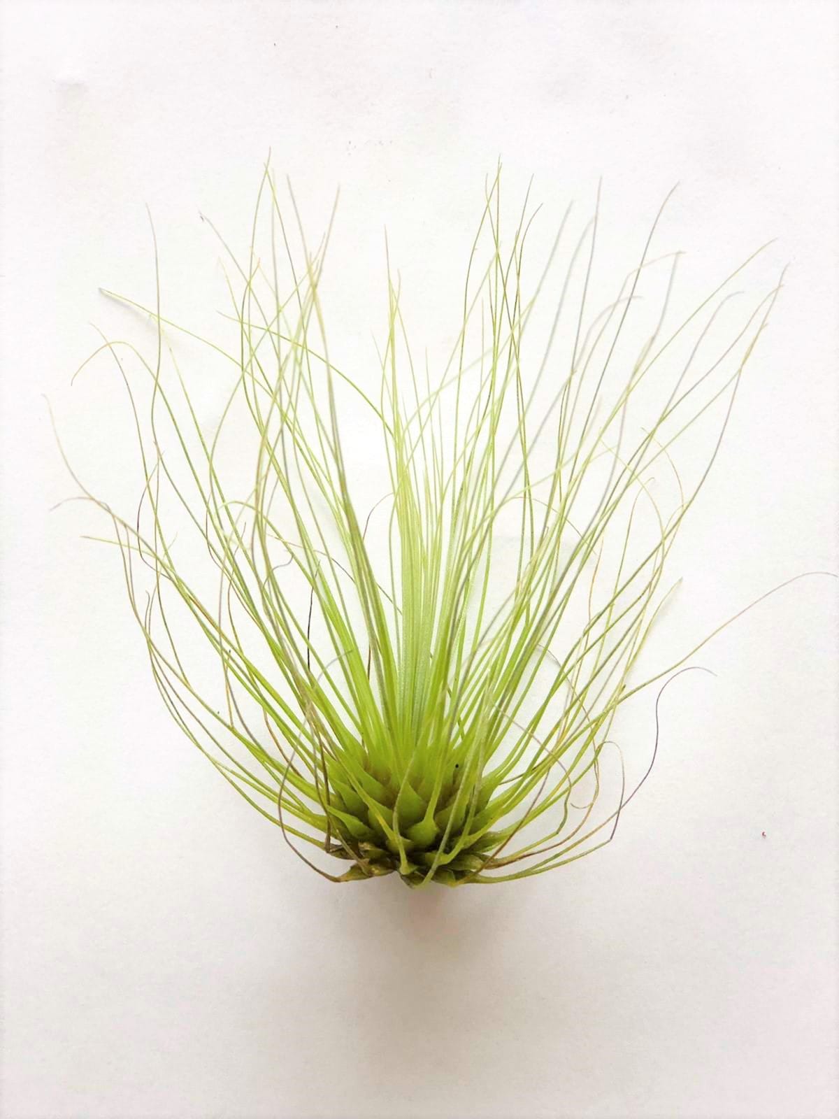 Airplants - Tillandsia Mix klein - 5 stuks ↑ 10 cm ⌀ 5 cm - Afbeelding 7