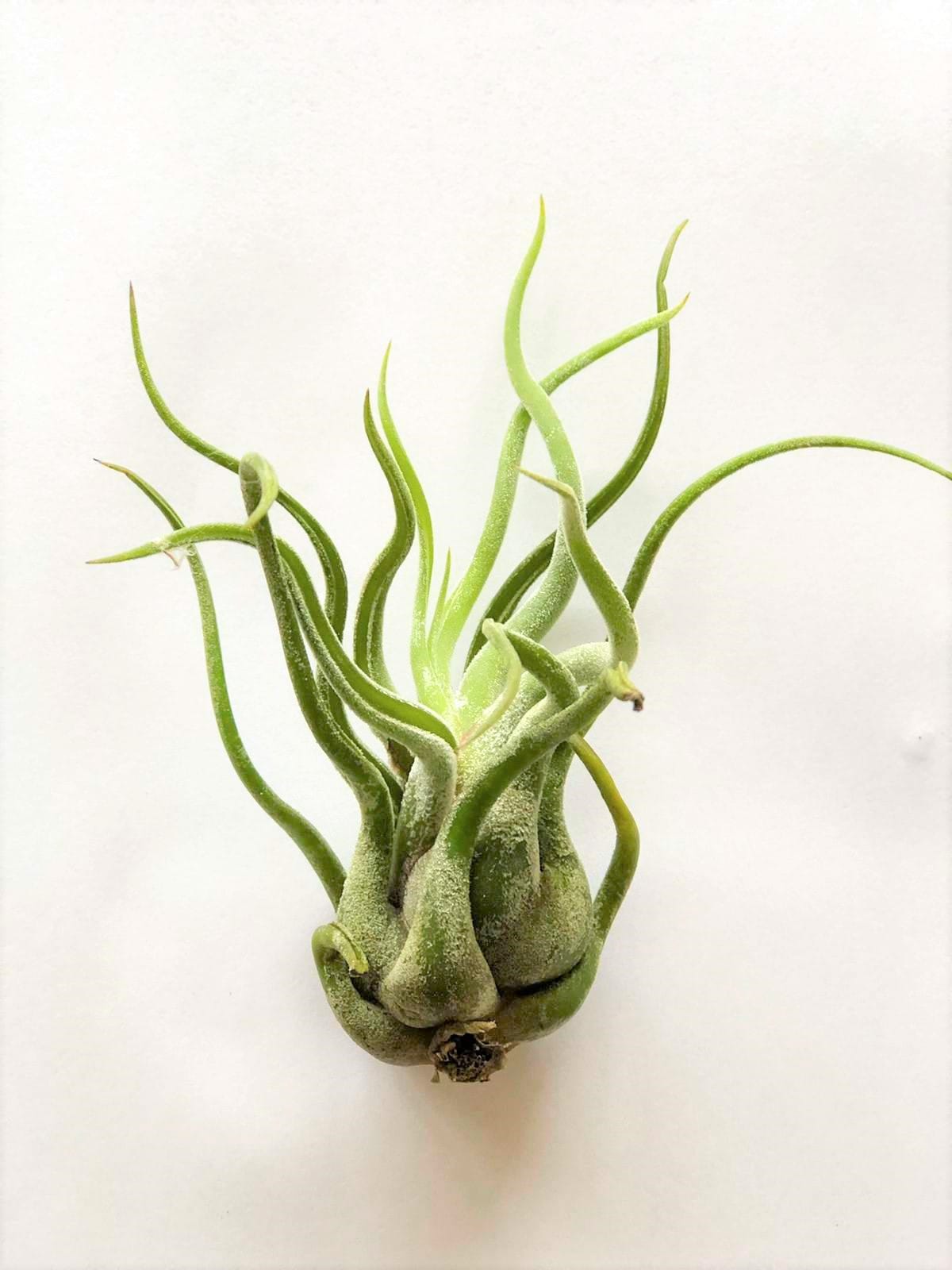 Airplants - Tillandsia Mix klein - 5 stuks ↑ 10 cm ⌀ 5 cm - Afbeelding 4