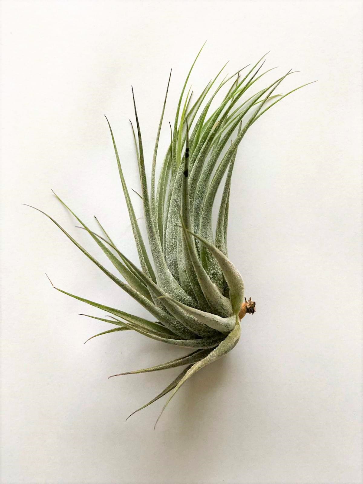 Airplants - Tillandsia Mix klein - 5 stuks ↑ 10 cm ⌀ 5 cm - Afbeelding 3