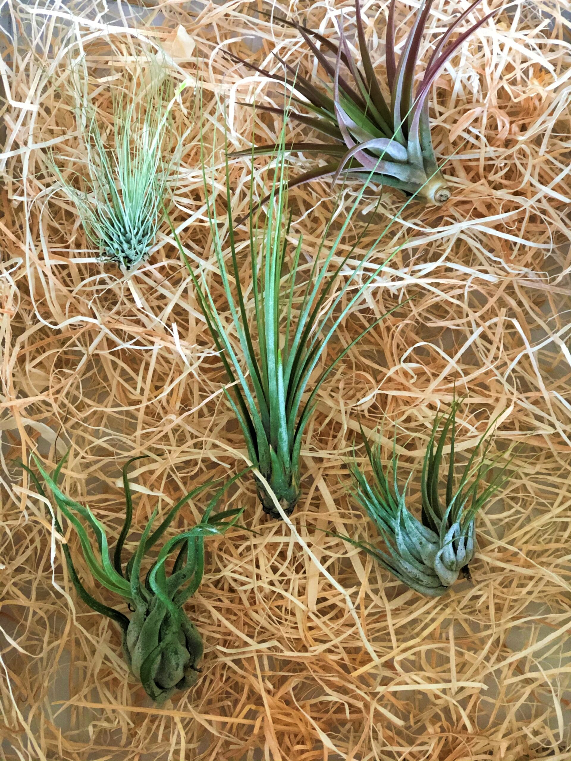 Airplants - Tillandsia Mix klein - 5 stuks ↑ 10 cm ⌀ 5 cm - Afbeelding 2
