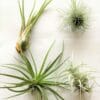 luchtplantjes_tillandsia_medium0