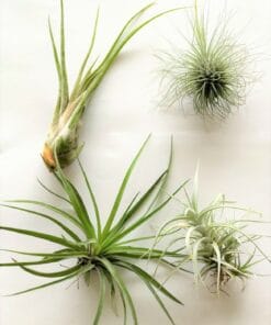 luchtplantjes_tillandsia_medium0