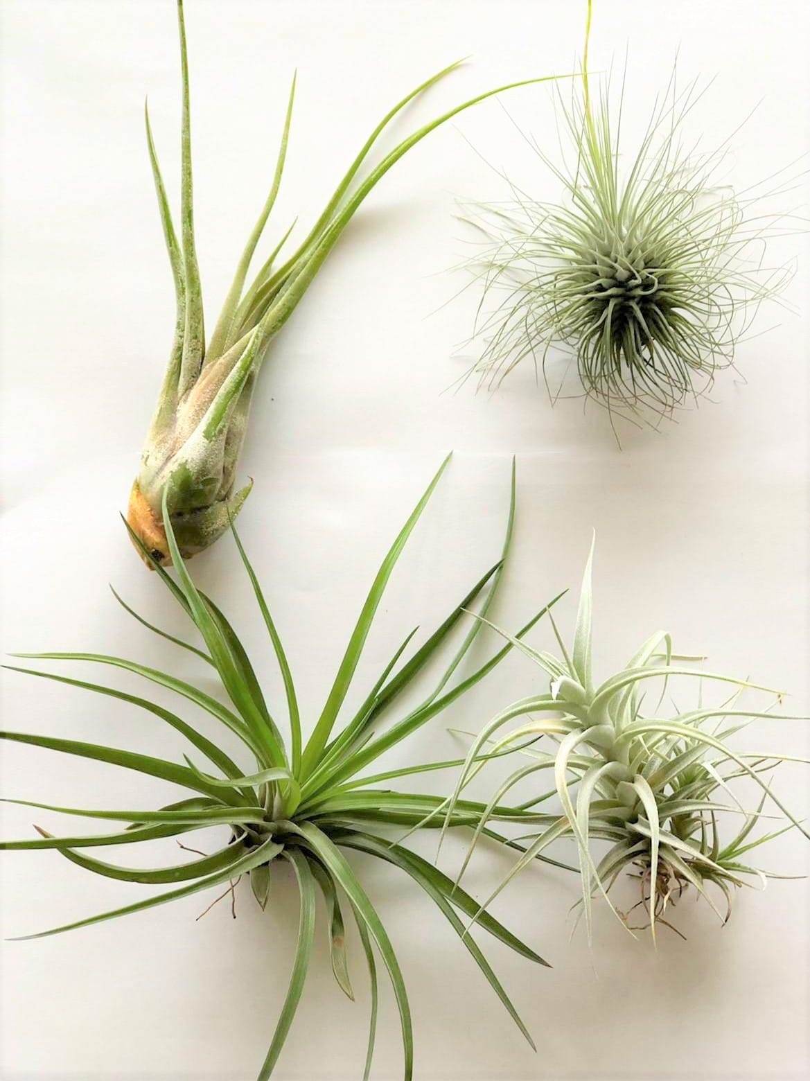 luchtplantjes_tillandsia_medium0