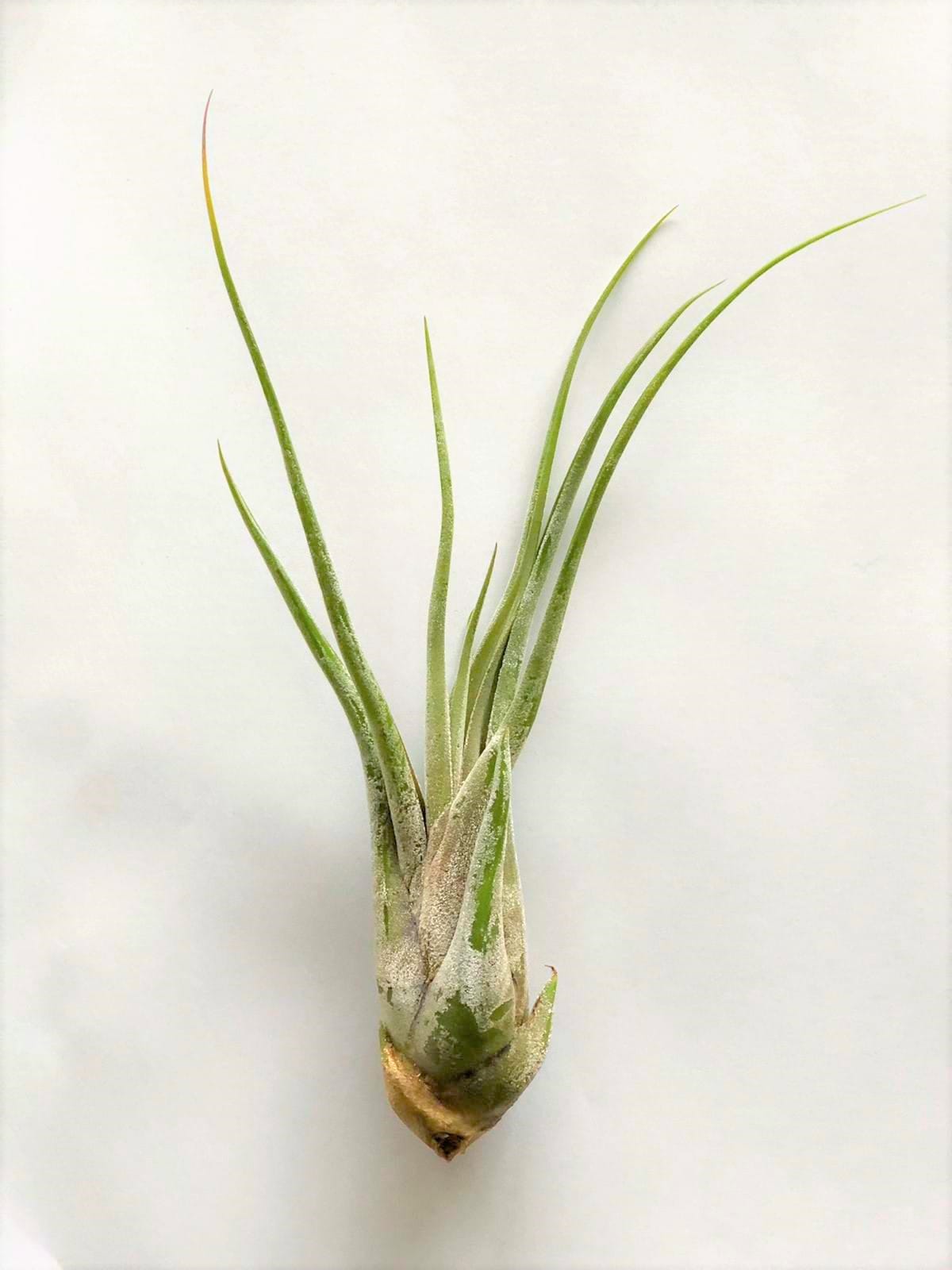 Airplants - Tillandsia Mix medium - 4 stuks ↑ 15 cm ⌀ 8 cm - Afbeelding 5