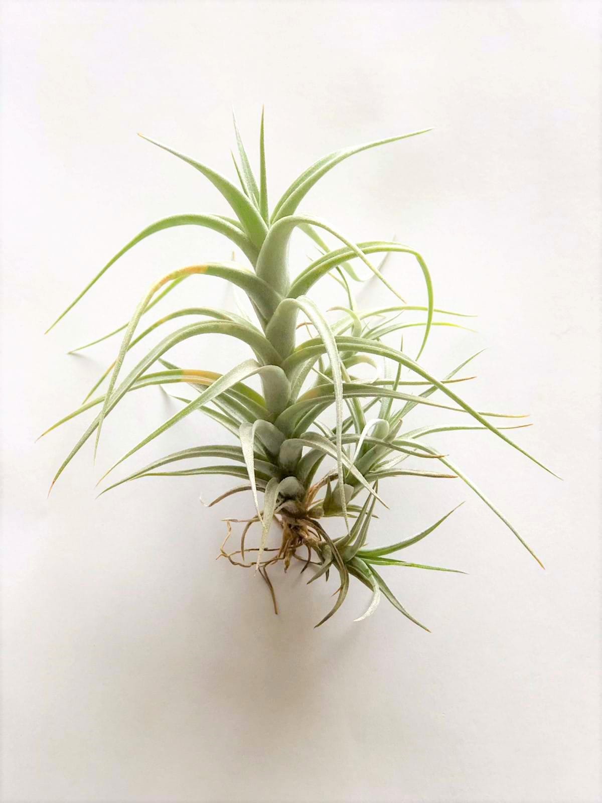 Airplants - Tillandsia Mix medium - 4 stuks ↑ 15 cm ⌀ 8 cm - Afbeelding 4