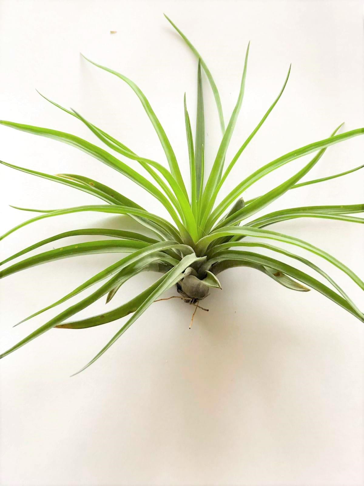 Airplants - Tillandsia Mix medium - 4 stuks ↑ 15 cm ⌀ 8 cm - Afbeelding 6