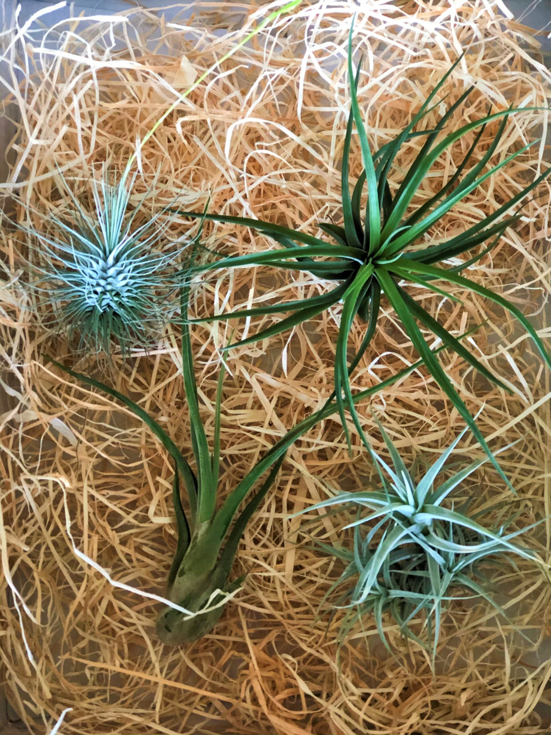 Airplants - Tillandsia Mix medium - 4 stuks ↑ 15 cm ⌀ 8 cm - Afbeelding 2