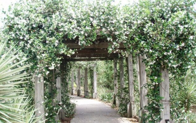 Toscaanse jasmijn kwekerij