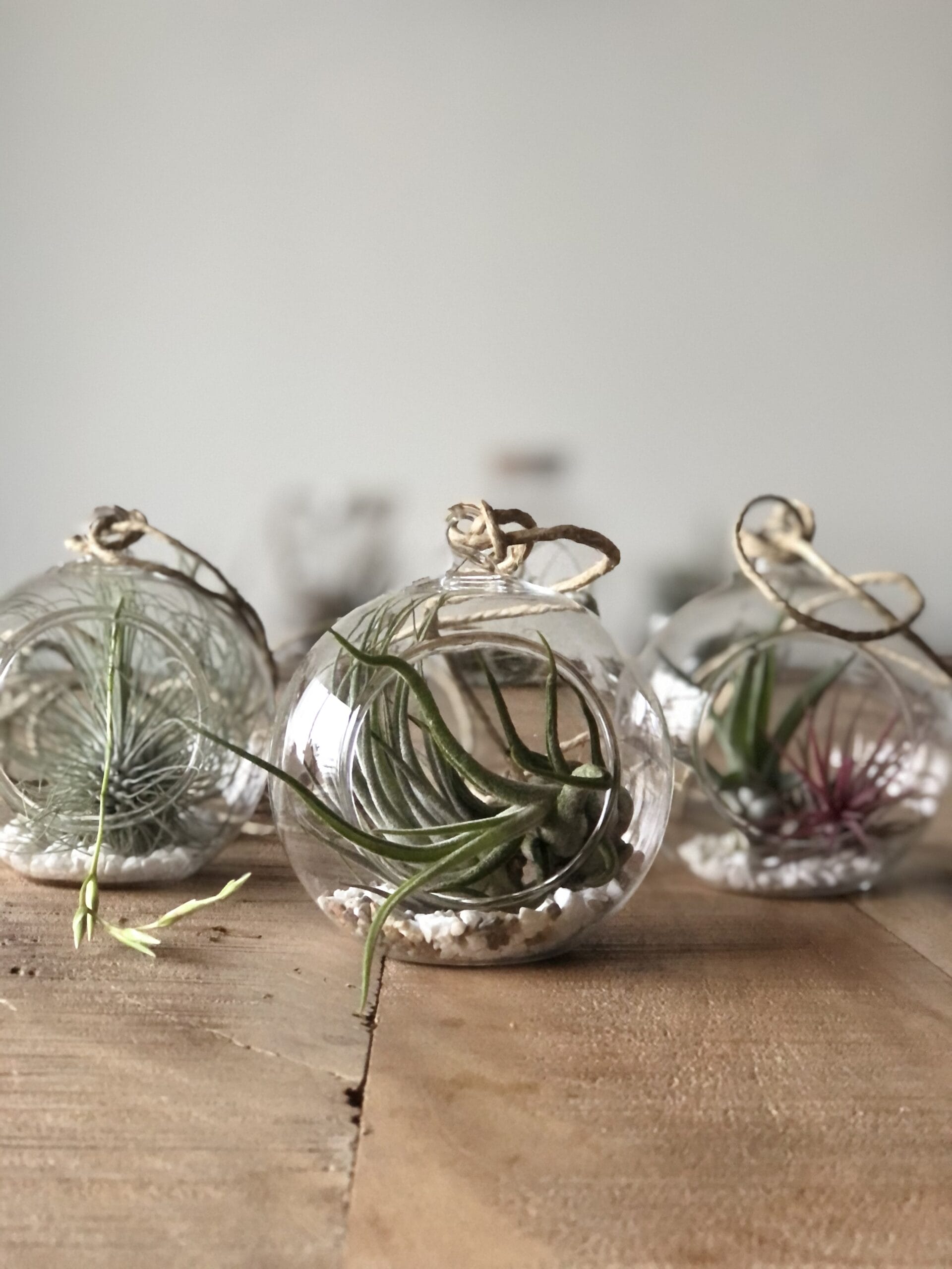 Glazen hanger rond voor luchtplantjes - ⌀ 10 cm - Afbeelding 4