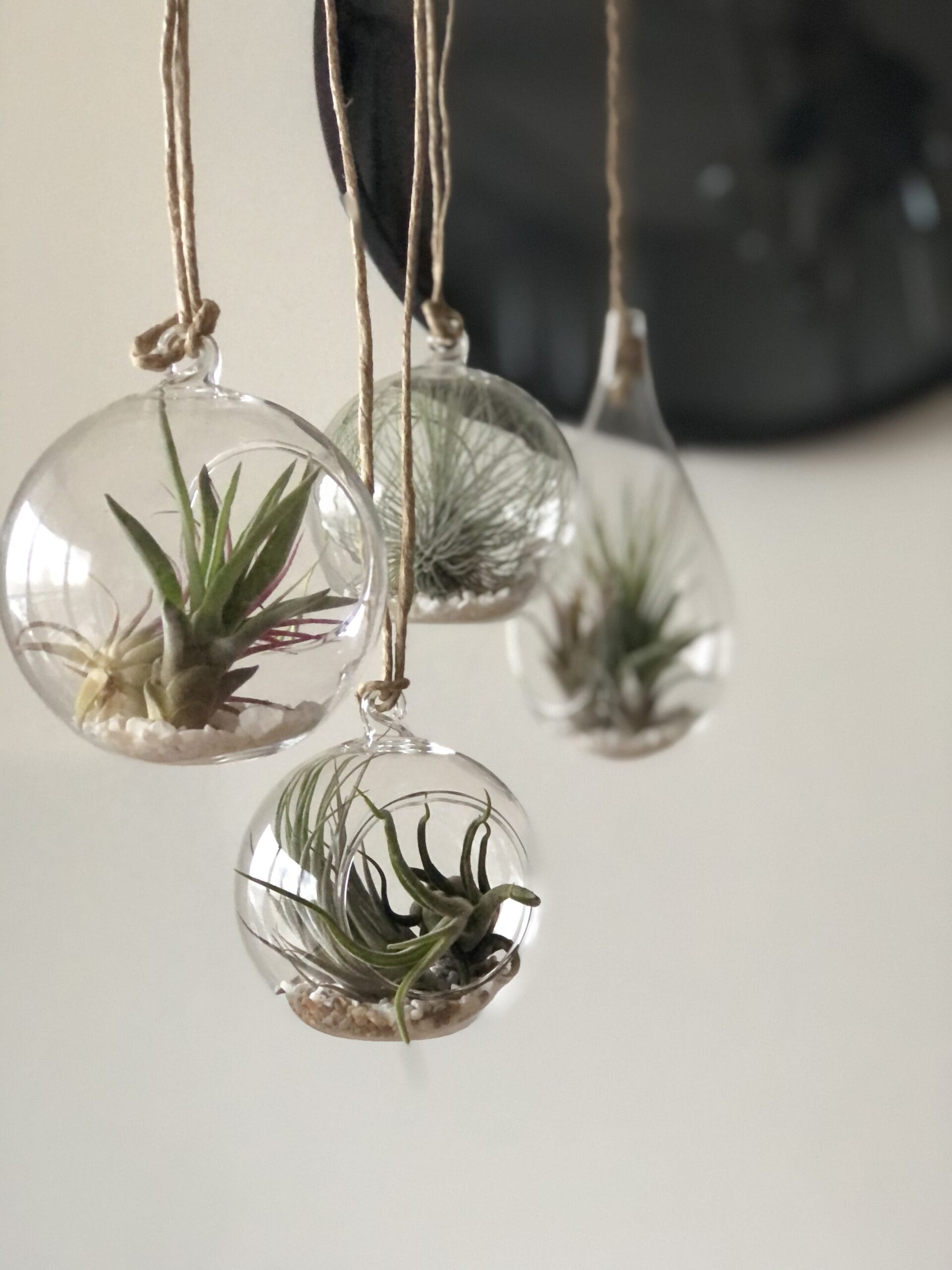 Glazen hanger rond voor luchtplantjes - ⌀ 10 cm - Afbeelding 3