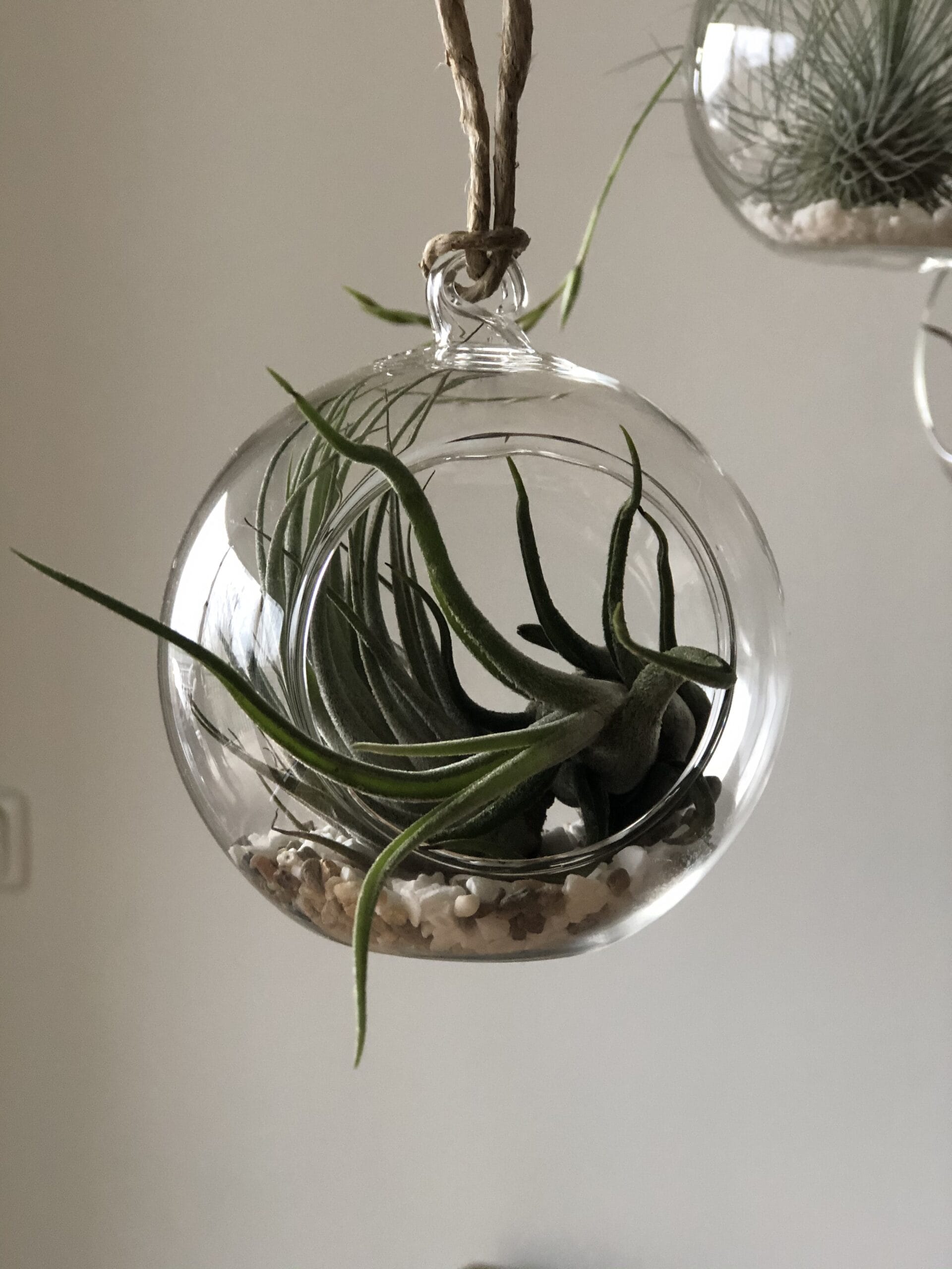 Glazen hanger rond voor luchtplantjes - ⌀ 10 cm - Afbeelding 2