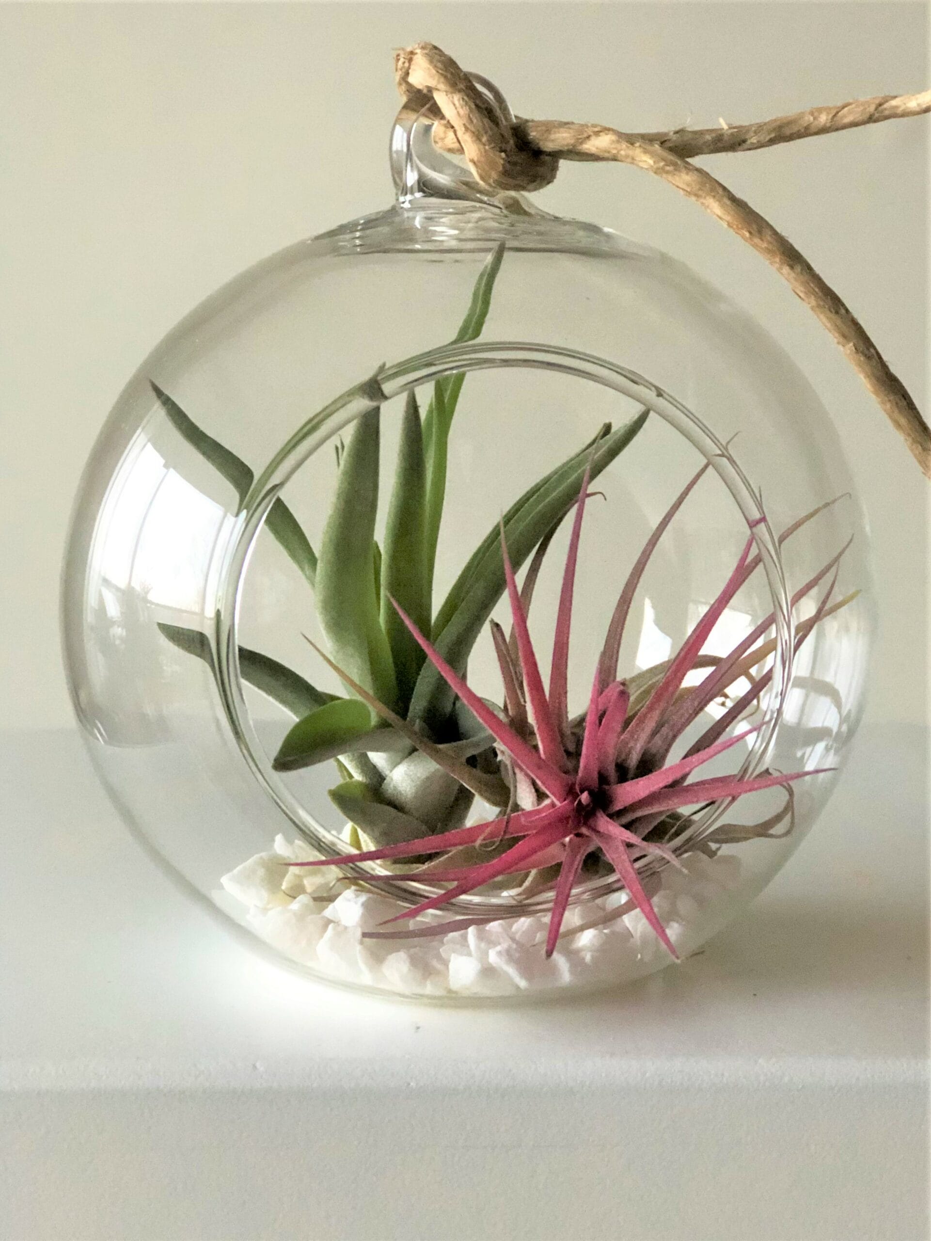 Glazen hanger rond voor luchtplantjes - ⌀ 10 cm