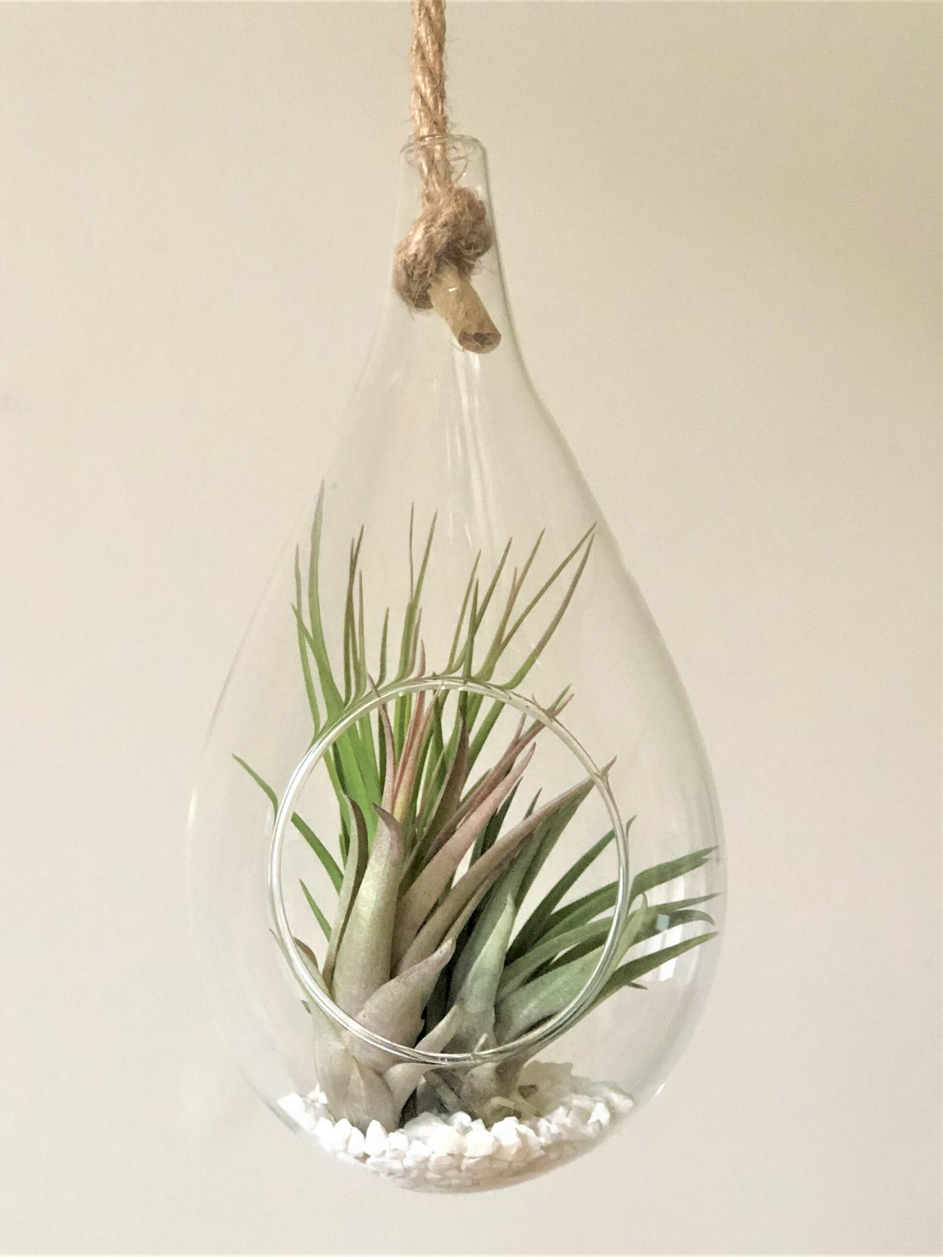 Glazen hanger druppel met touw voor luchtplantjes - ↑ 20 cm ⌀ 10 cm