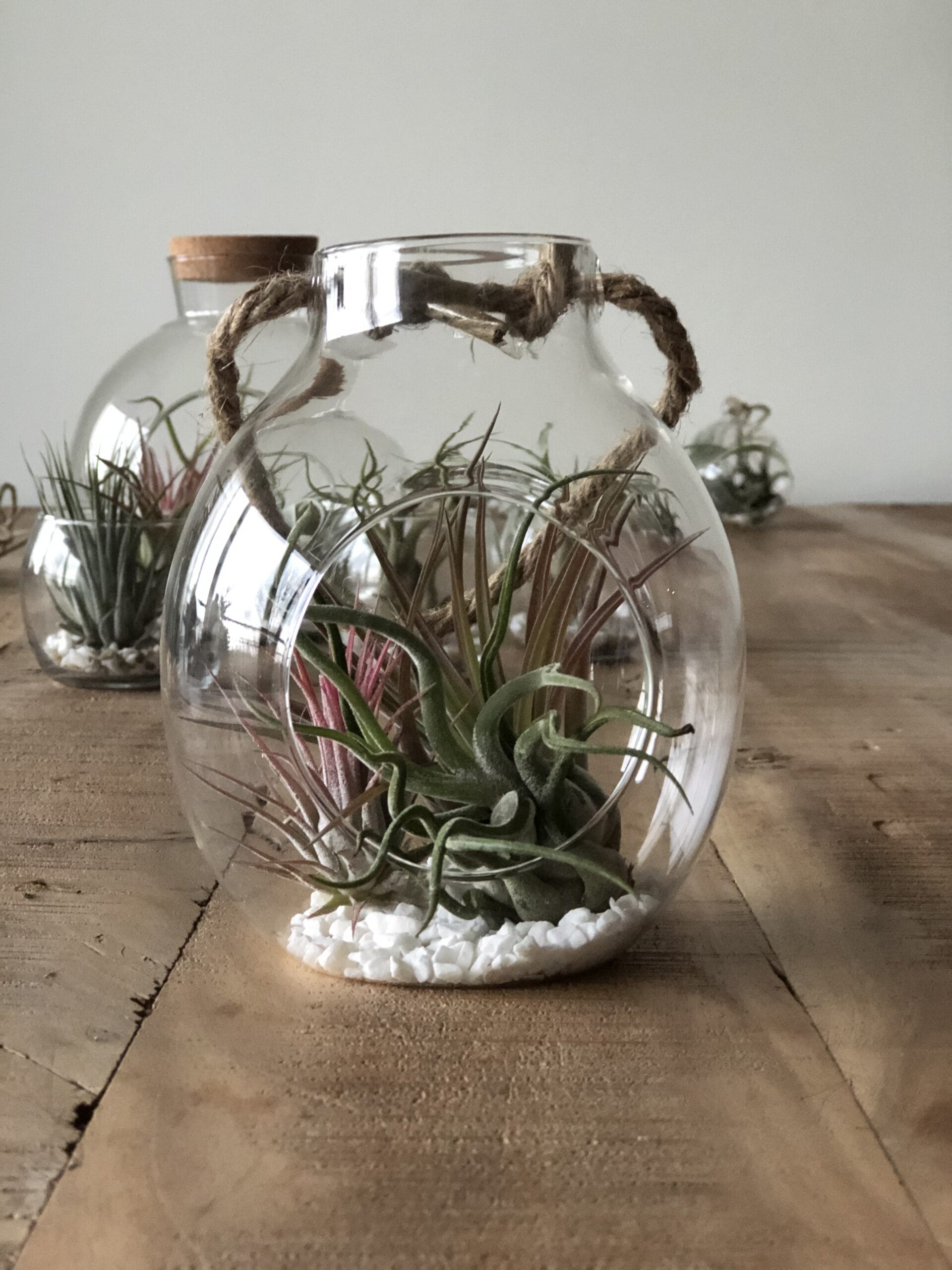 Glazen hanger met touw voor luchtplantjes - ↑ 15 cm ⌀ 13 cm - Afbeelding 2