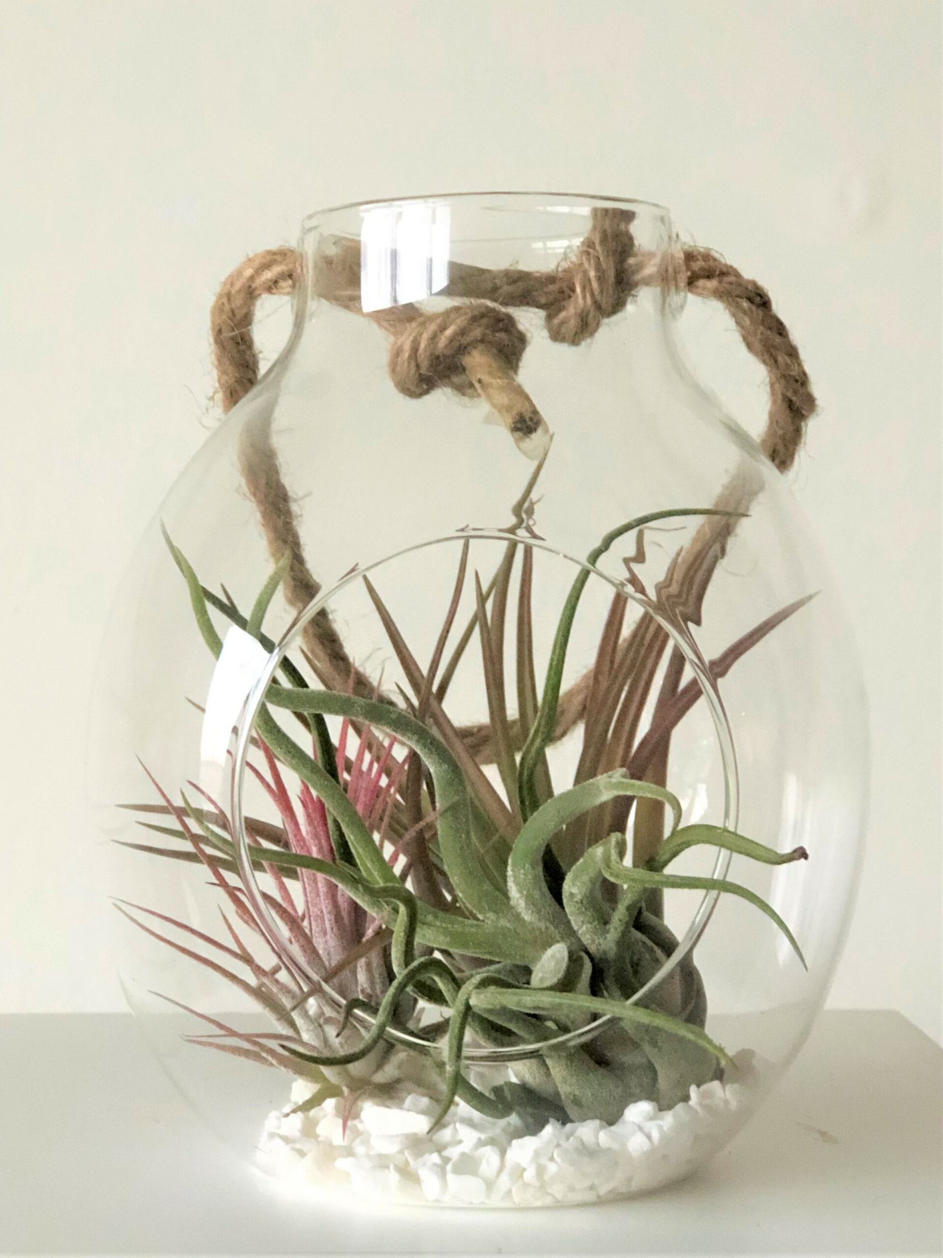 Glazen hanger met touw voor luchtplantjes - ↑ 15 cm ⌀ 13 cm