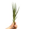 Tillandsia Albertiana