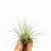 Tillandsia Argentea