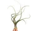 Tillandsia Baileyi