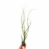 Tillandsia Butzii