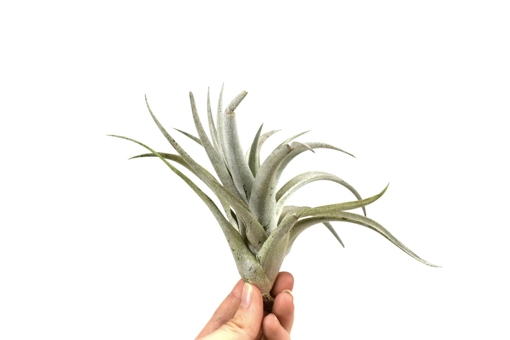 Tillandsia Harrisii