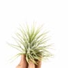 Tillandsia Ionantha groen