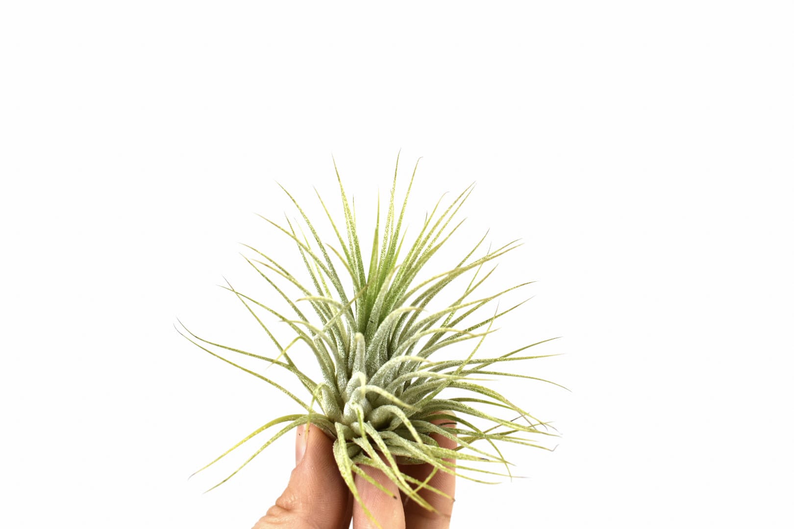 Tillandsia Ionantha groen