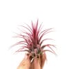 Tillandsia Ionantha rood
