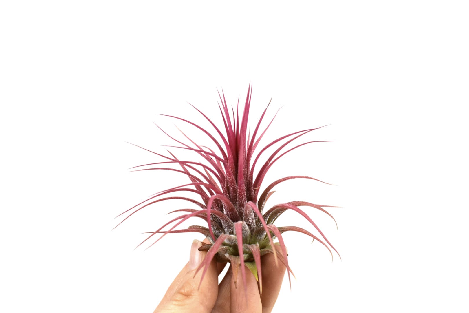 Tillandsia Ionantha rood