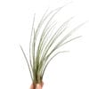 Tillandsia Juncea