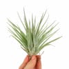 Tillandsia Kammii