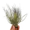 Tillandsia Magnusiana