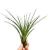 Tillandsia Melanocrater groen