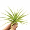 Tillandsia Multiflora groen