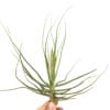 Tillandsia Schiedeana