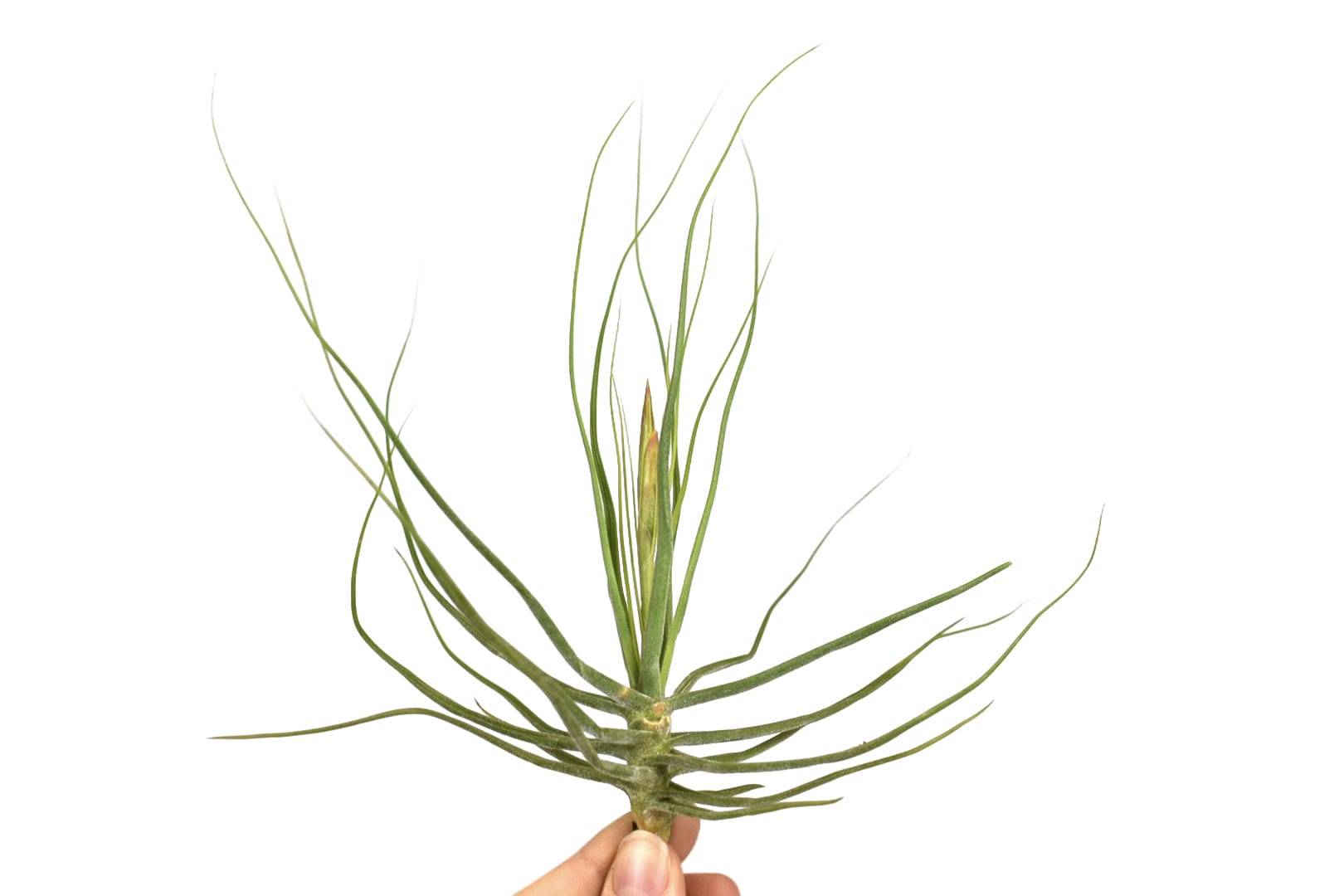Tillandsia Schiedeana