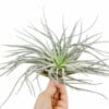 Tillandsia Silver