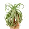 Tillandsia Streptophylla