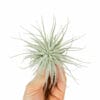 Tillandsia Tectorum