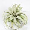 Tillandsia Xerographica Bonsai