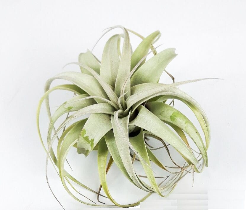 Tillandsia Xerographica Bonsai