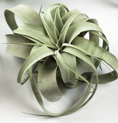 Tillandsia Xerographica