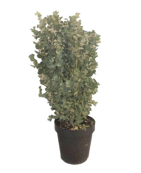 Eucalyptus Gunnii Azura ↑ 90 cm ⌀ 24 cm