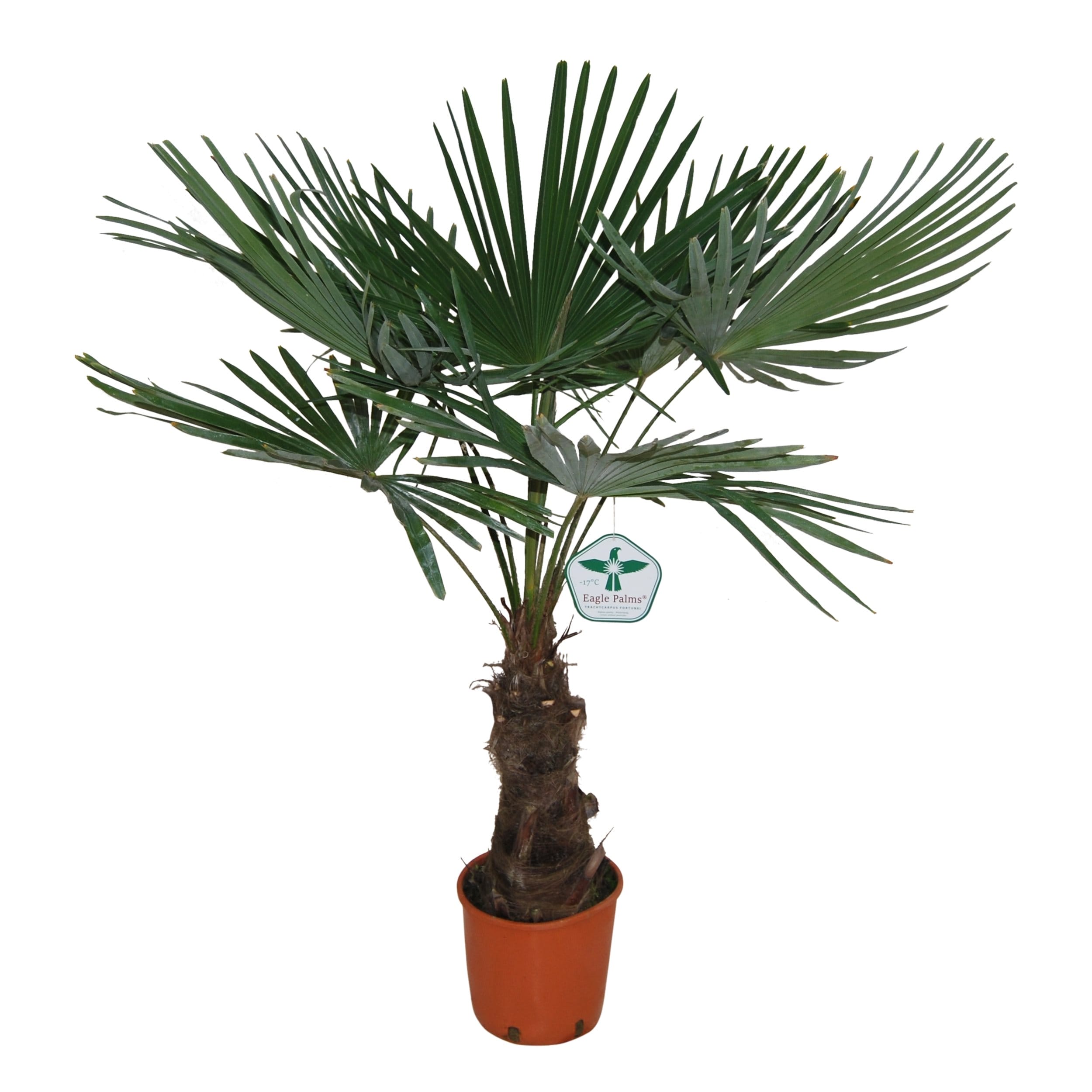 Waaierpalm - Trachycarpus fortuneii ↑ 115 cm ⌀ 27 cm