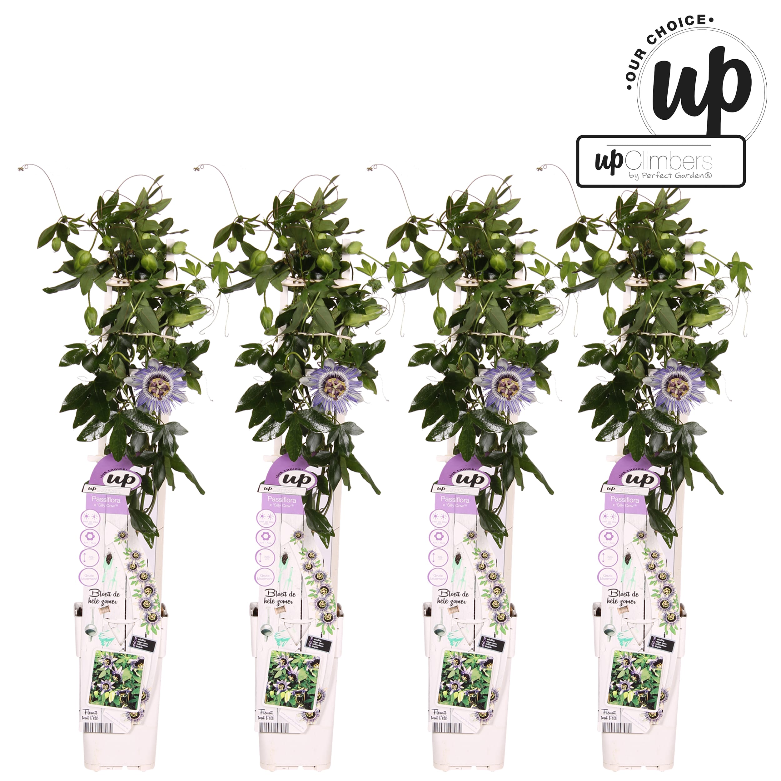 Passiflora Damsels Delight ↑ 70 cm ⌀ 15 cm