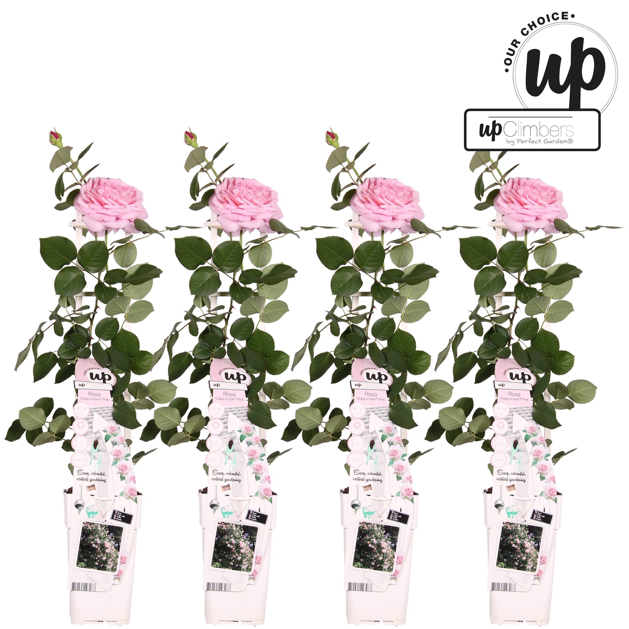 Klimroos ↑ 70 cm ⌀ 15 cm