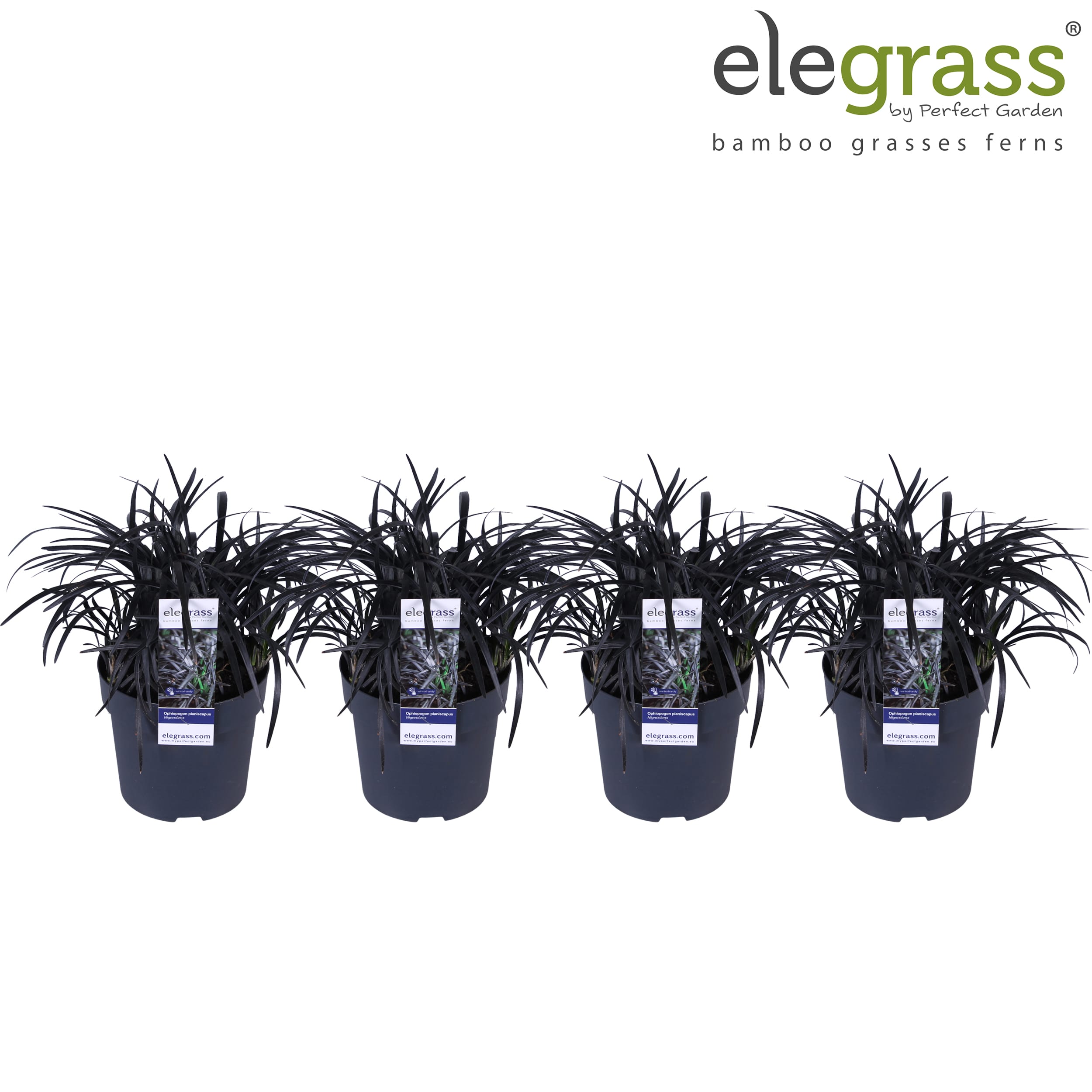 Ophiopogon ↑ 30 cm ⌀ 14 cm