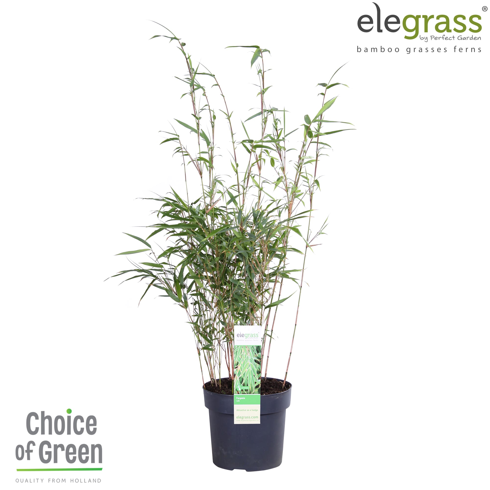 Fargesia Rufa ↑ 60 cm ⌀ 19 cm