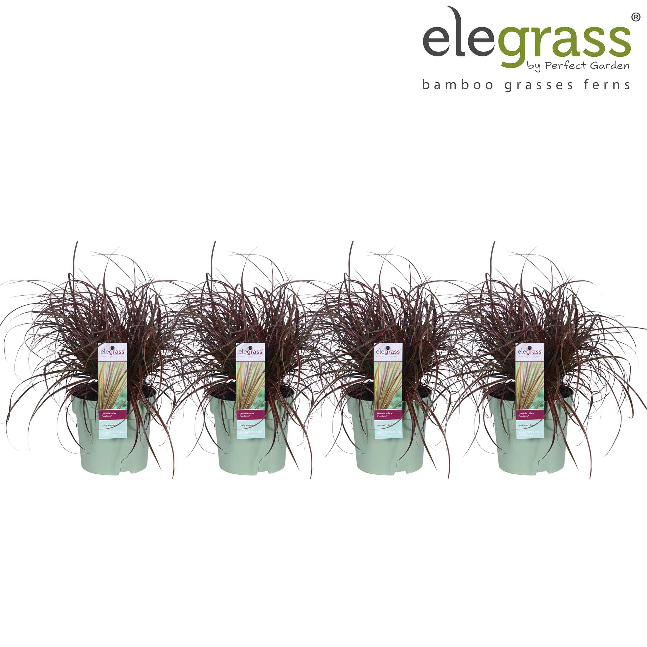 Uncinia rubra Everflame ↑ 30 cm ⌀ 14 cm