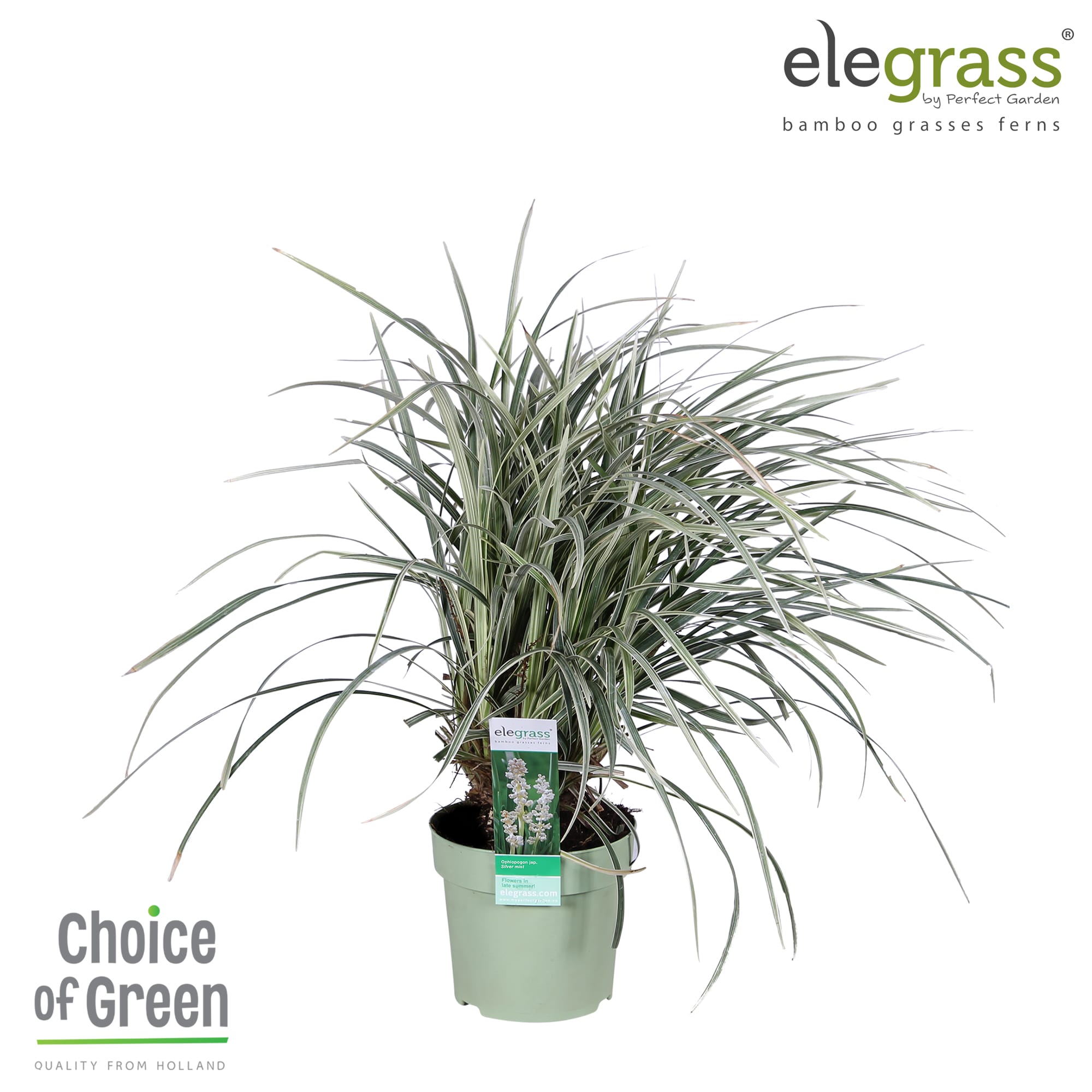 Ophiopogon Silver Mist ↑ 60 cm ⌀ 19 cm